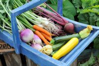 Blue wooden trug of vegetables - White Turnip, Carrot, Beetroot, Courgette and Spring Onion, Norfolk, England, July