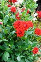 Dahlia 'Sure Thing'. Poppy Cottage Garden, Roseland Peninsula, Cornwall, UK