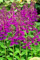 Lobelia x speciosa (Kompliment Series) 'Kompliment Pupur'. Poppy Cottage Garden, Roseland Peninsula, Cornwall, UK