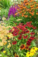 Border with Rudbeckia 'Cherry Brandy', Achillea, Helenium and Lobelia. Poppy Cottage Garden, Roseland Peninsula, Cornwall, UK