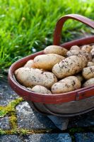 Freshly dug new Potatoes 'Mayan Gold' in wooden trug