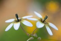 Ixia monadelpha - Wand Flowers