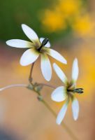 Ixia monadelpha - Wand Flowers