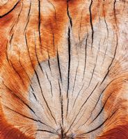 Cut tree trunk pattern with splits