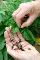 Leptinotarsa decemlineata - Picking Colorado Beetle off Potato leaves