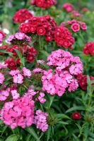 Dianthus barbatus - Sweet William