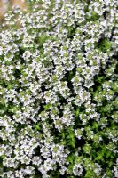 Thymus vulgaris - Common Thyme in flowers