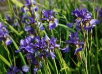 Iris sibirica 'Tycoon'