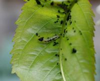 Hoverfly larvae eating Myzus cerasi - Cherry Blackfly Aphids