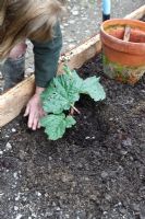 Planting rhubarb step 4- backfill taking care not to cover the crown