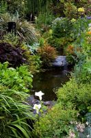 Ligularia dentata 'Britt Marie Crawford',  Dicentra formosa 'Langtrees', Pulmonaria 'Majeste', Potentilla rupestris in bud, Astelia, Thalictrum and mixed ferns