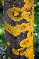 Lichen on Eucryphia glutinosa