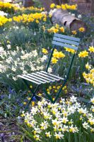 Chair positioned in Spring border