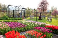 Greenhouse with tulip planting 
