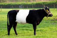 Typical dutch cow - Lakenfelder