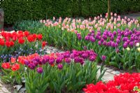 Tulips in Spring garden. Tulipa 'Foxtrott', Tulipa 'Sweet Lady', Tulipa 'Abba', Tulipa 'Arabian Mystery' and Tulipa 'Arabella'