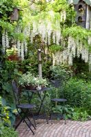 Seating area under Wisteria floribunda