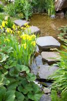 Pond with stepping stone bridge and planting of Iris pseudacorus, Ligularia dentata