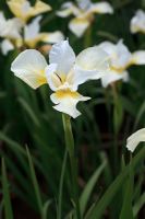 Iris sibirica 'Dreaming Yellow'