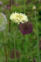 Scabiosa columbaria subsp. ochroleuca