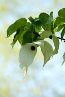 Davidia involucrata