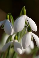 Galanthus 'Brenda Troyle'