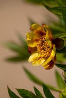 Paeonia delavayi 'Hybrid'