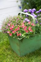 Scabiosa jap, Scabious 'Ritz Blue', Gypsophila and Diascia 'Genta Salmon' in an old green metal container,