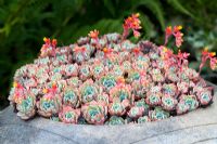 Pot designed by Gordon Cooke planted with Echeveria secunda at Millpool garden