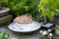 Echeveria 'Secunda' in pot designed by Gordon Cooke - Millpool Garden.
 