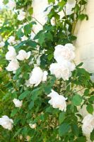 Rosa 'Madame Alfred Carriere'