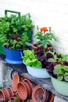 Salad growing in assorted vintage containers including Lettuce 'Tom Thumb and 'Fiamma', Spinach 'Emilia', Salad  Leaves 'Spicy Green Mix', and Carrot 'Rondo'