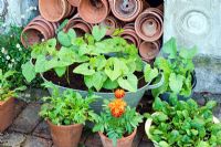 Salad growing in assorted vintage containers including Lettuce 'Tom Thumb and 'Fiamma', Spinach 'Emilia', Salad Leaves 'Spicy Green Mix', Dwarf Beans and Carrot 'Rondo' 
