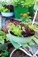 Salad growing in assorted vintage containers including Lettuce 'Tom Thumb and 'Fiamma', Spinach 'Emilia', Salad Leaves 'Spicy Green Mix', Dwarf Beans and Carrot 'Rondo' 
