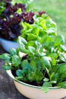 Spinach 'Emilia' growing in vintage enamel bowl