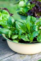 Spinach 'Emilia' growing in vintage enamel bowl