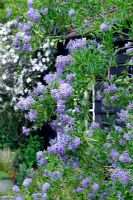 Solanum crispum 'Glasvenin' - Chilean potato plant