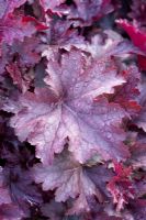 Heuchera - Ulting Wick, Essex NGS UK