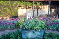 Beds of Tulipa - Tulips and copper verdigris pot. Tulips 'Barcelona' and 'Queen of the Night' - Ulting Wick, Essex NGS UK