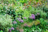 Allium schubertii and Allium christophii in late May border