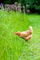 Chicken on lawn
