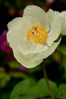 Paeonia masculata