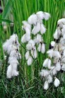 Eriophorum angustifolium