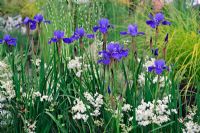 Iris sibirica 'Silver Edge' with Filipendula vulgaris Multiplex - Drop Wort