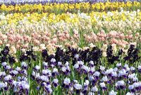 Iris fields at Howard Nurseries, Wortham, Norfolk. 4 June