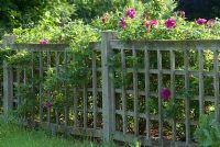 Rosa - Old Rose growing around unusual wooden fence in the evening light. June, Lode, Cambridgeshire