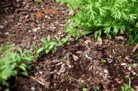 Coriandrum sativum - Coriander 'Santo' - uneven germination caused by covering seed too deeply
