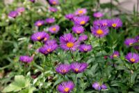 Erigeron 'Dunkelste Aller' AGM - Midsummer Daisy