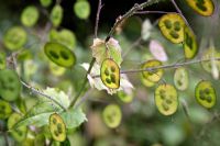 Developing Lunaria annua seedheads - Honesty