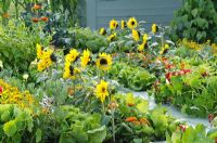 Vegetable garden with beds of Tropaeolum - Nasturtium, Tagetes - Marigolds, Lactuca - Lettuce, Vicia faba - Broad Beans, and Helianthus - Sunflowers
